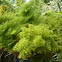 Nephrolepis
