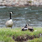 Canada Goose
