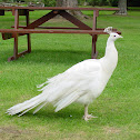 White Peacock
