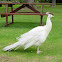 White Peacock