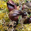 skunk cabbage