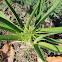 African Lily (Agapanto)