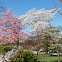 Dogwood(white) and a Cherry Blossom (pink)