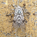 Giant Leopard Moth