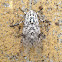 Giant Leopard Moth