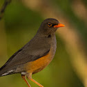 Olive Thrush