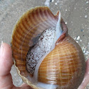 Giant Tun (Μπουχώνα)
