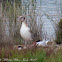 Black-headed Gull; Gaviota Reidora