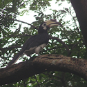 Oriental Pied Hornbill
