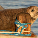 Harbor Seal