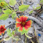 Indian Blanketflower