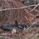 Black Racer