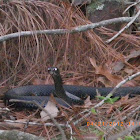 Black Racer