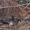 Black Racer
