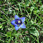 Enzian or Gentian
