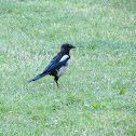 Unnamed spotting