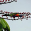 Rainbow lorikeets