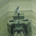 Peregrine Falcon