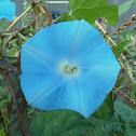 Blue Morning Glory