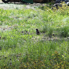 Groundhog