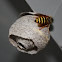 Northern Aerial Yellowjacket