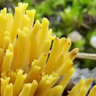 Coral fungus