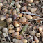 Live Oak acorns