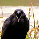 Common Raven