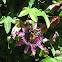 Passion flower
