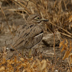 Water Thick-knee