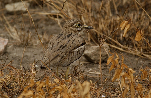 Spotting Image 1