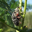Weevil pair
