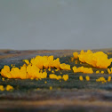 Golden Jelly fungus