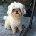 Maltese/Shitzu Mix