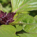 Basil