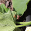 Squash Beetle