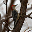 Red-Bellied Woodpecker