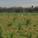 Little egret, garzetta