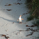 Yellow eyed penguin