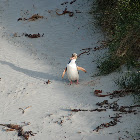 Yellow eyed penguin