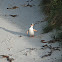 Yellow eyed penguin