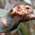 Psyllids emerging