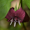 Red Trillium