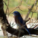 Eastern Bluebird