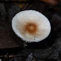 Lepiota or Leucoagaricus ?