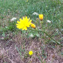 Cat's Ear (Catsear)