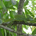 Green Basilisk