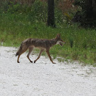 Coyote
