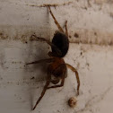 Domestic house spider