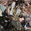 Prickly Pear